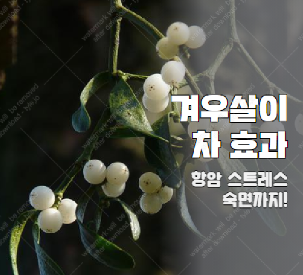 겨우살이 차 먹는방법 효과 7...암예방 심혈관까지
