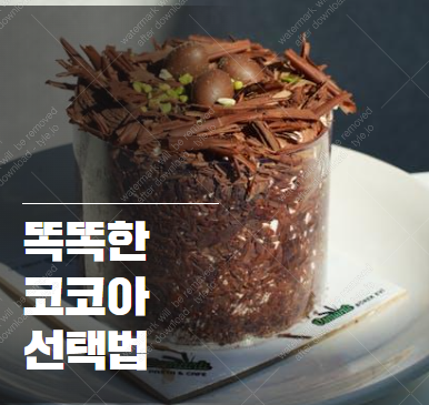 코코아 카페인